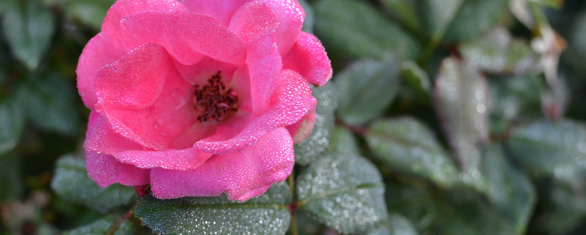 Chelle  Geisel Photography